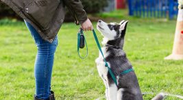 Köpek Eğitmeni Nasıl Olunur