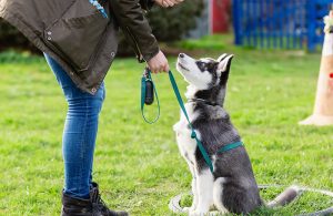 Köpek Eğitmeni Nasıl Olunur