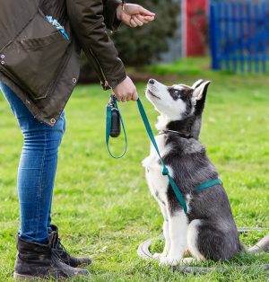 Köpek Eğitmeni Nasıl Olunur