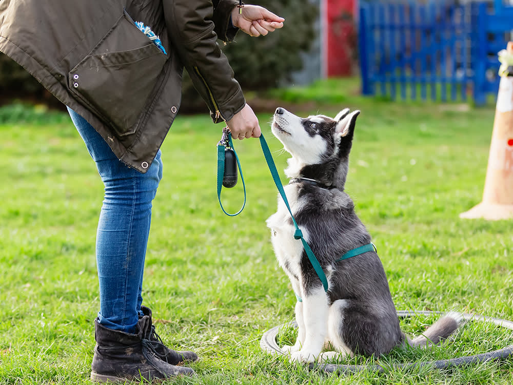 Köpek Eğitmeni Nasıl Olunur